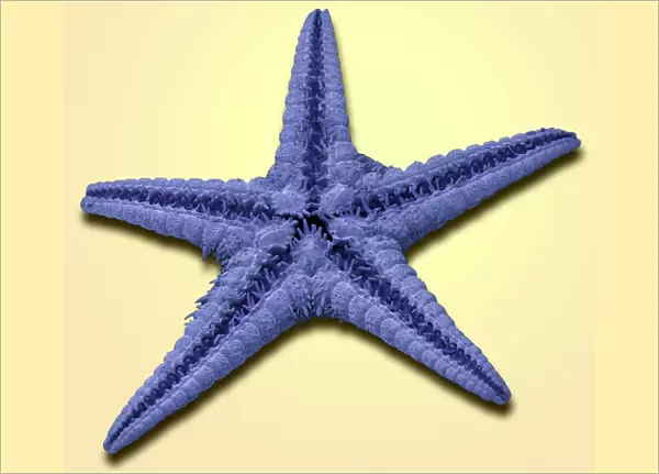 Starfish, SEM