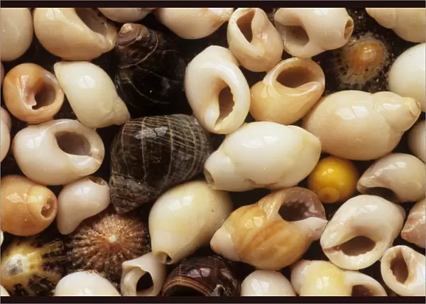 Periwinkle shells