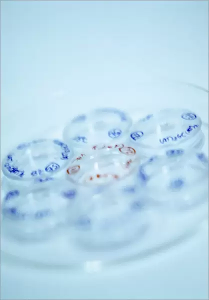 Micro-petri dishes