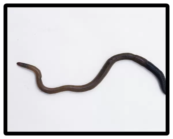 Earthworm (Lumbricus sp.). This is an annelid worm that inhabits soil