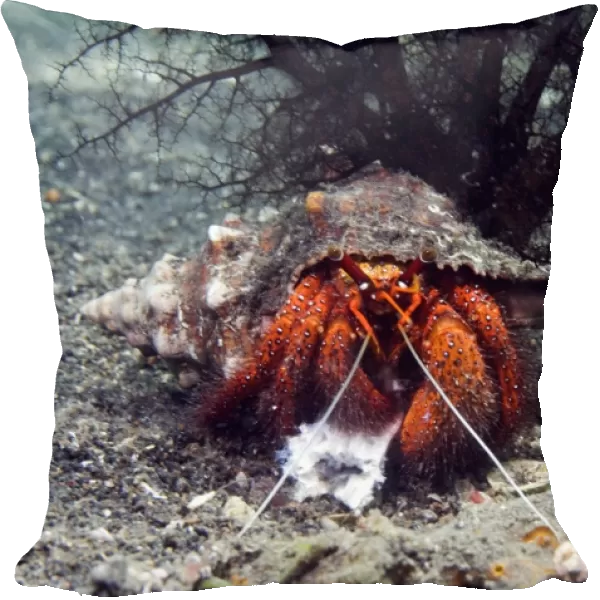 Shell-breaking hermit crab