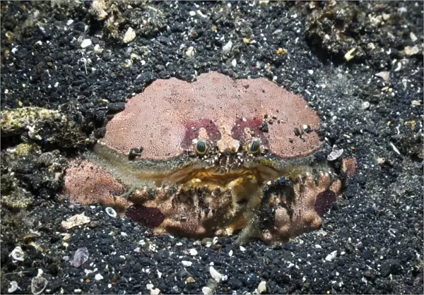 Box crab (Calappa sp.). This crab uses its powerful claws to burrow into the seabed
