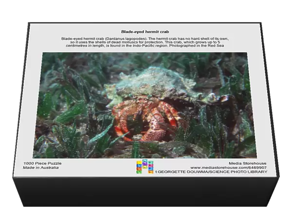 Blade-eyed hermit crab
