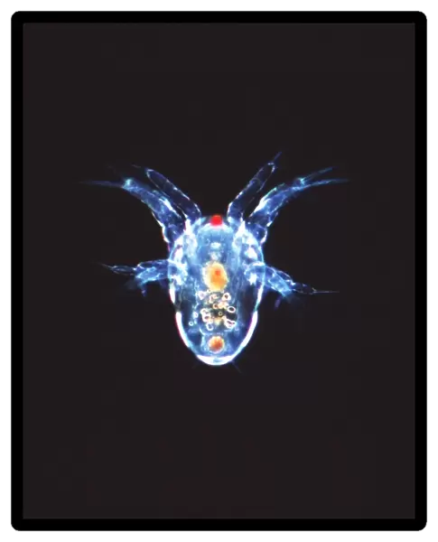 Copepod crustacean, light micrograph