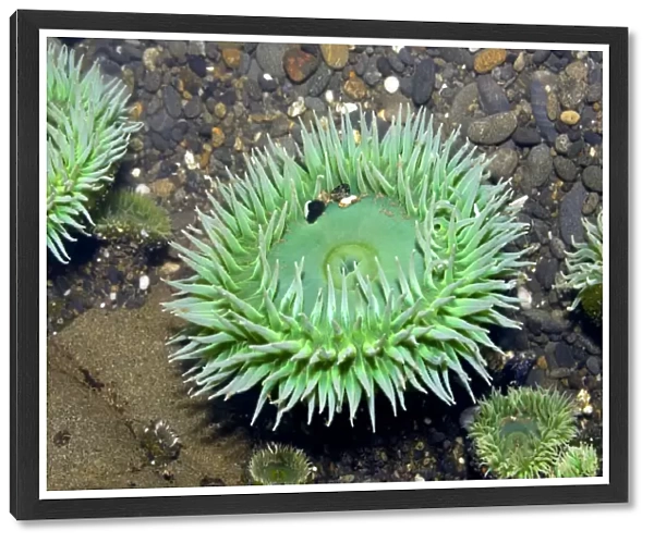 Anthopleura xanthogrammica anemone