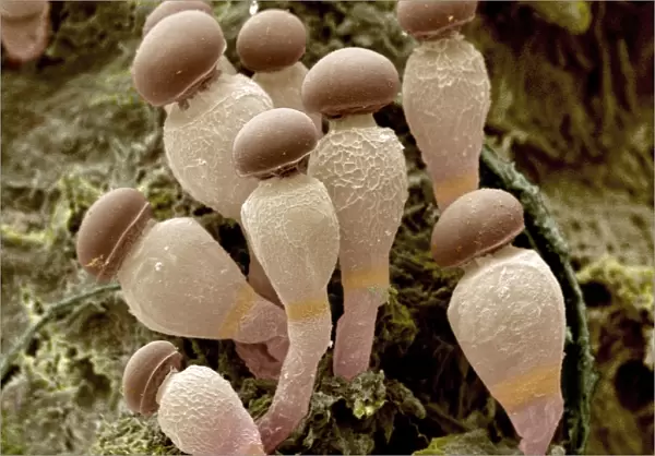 Pilobolus fungus