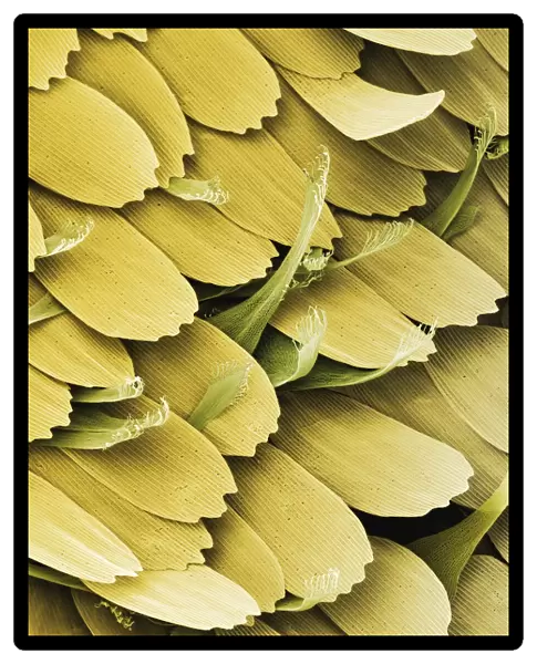 Large white butterfly scent scales, SEM