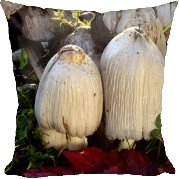Common ink cap mushrooms C013  /  5106