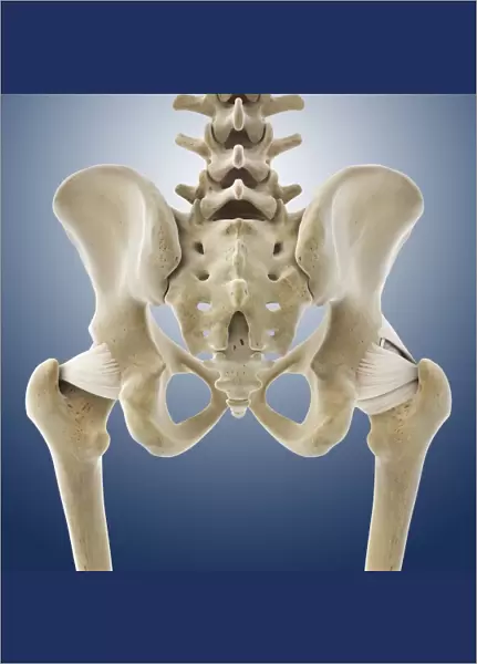 Hip ligaments, artwork C013  /  4433