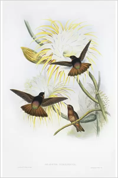Shining sunbeam hummingbirds, artwork C013  /  6252