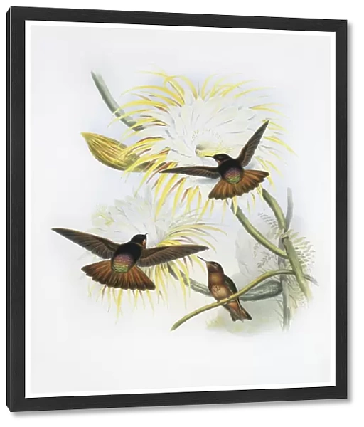 Shining sunbeam hummingbirds, artwork C013  /  6252