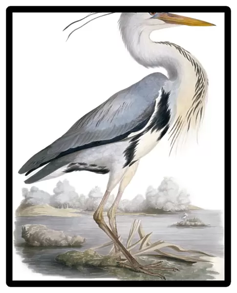Grey heron, 19th century C013  /  6291
