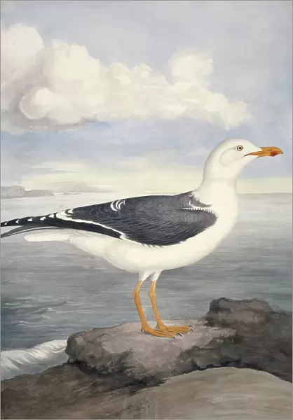 Lesser black-backed gull, 19th century C013  /  6305