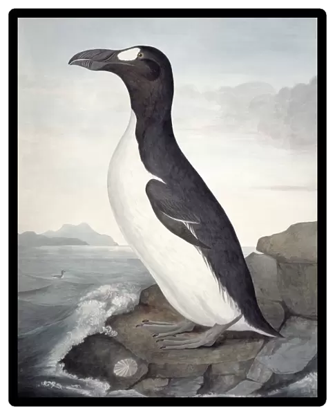 Great auk, 19th century artwork C013  /  6308
