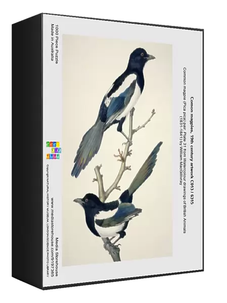 Comon magpies, 19th century artwork C013  /  6315