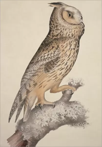 Long-eared owl, 19th century artwork C013  /  6353