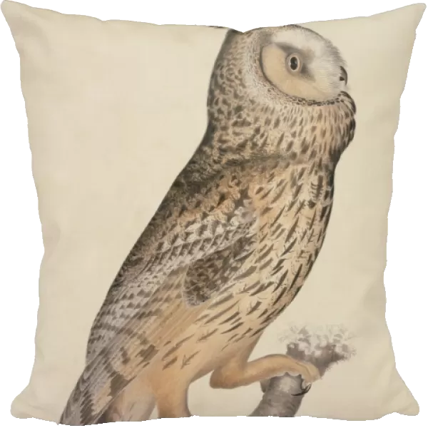 Long-eared owl, 19th century artwork C013  /  6353