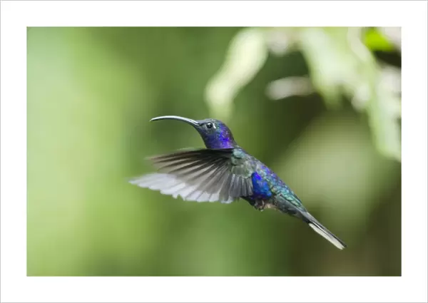 Violet sabrewing hummingbird male C013  /  6484