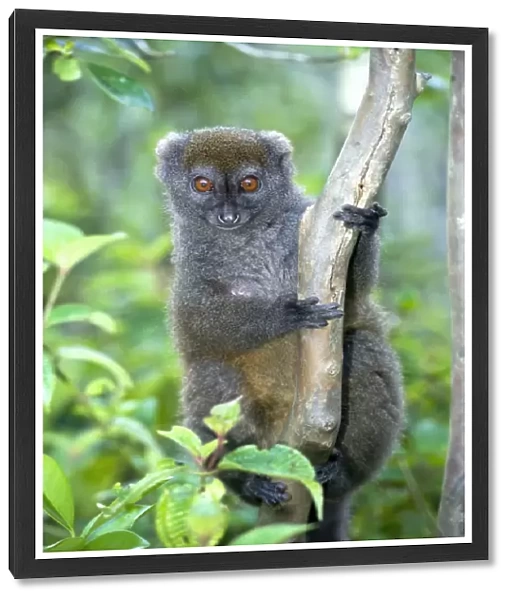 Gray bamboo lemur C013  /  6998