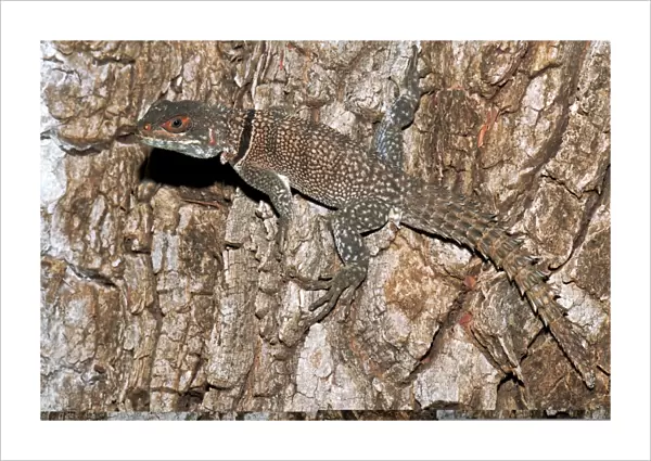Madagascar spiny-tailed iguana C013  /  7016