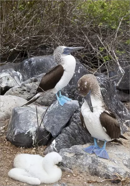 Blue-footed boobies C013  /  7474
