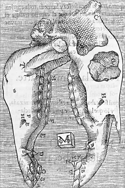 Horses skull, 16th century