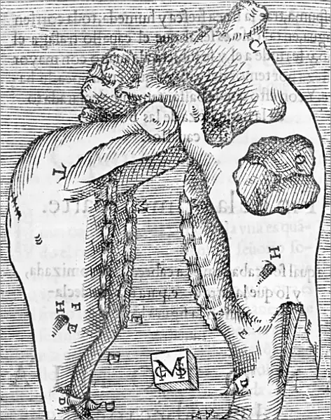 Horses skull, 16th century
