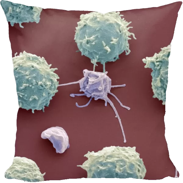 White blood cells and platelets, SEM C016  /  3098