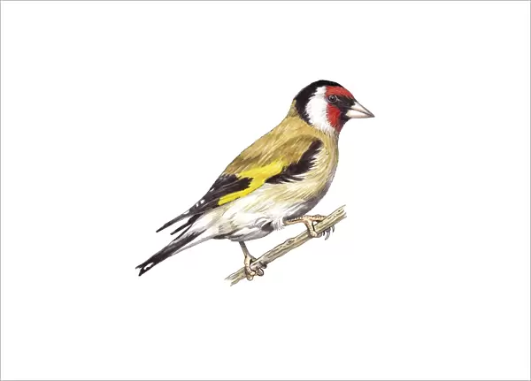 European goldfinch, artwork C016  /  3187