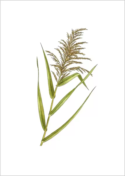 Common reed (Phragmites australis) C016  /  3327