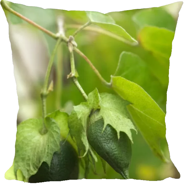 Levant cotton (Gossypium herbaceum) C016  /  4374