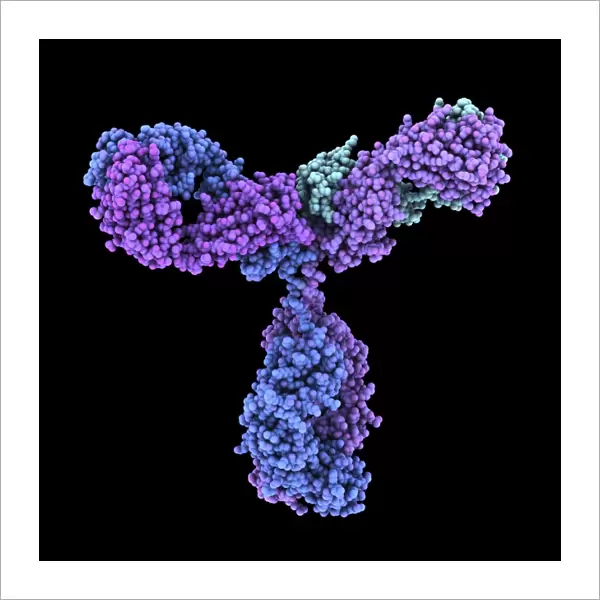 Immunoglobulin G antibody molecule C016  /  4462