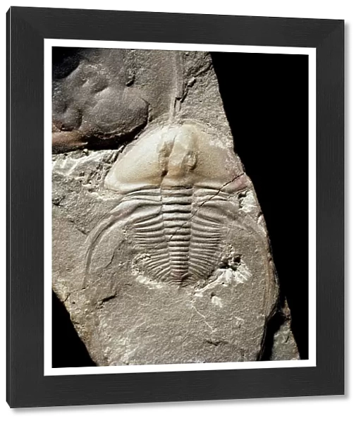 Biceratops, trilobite fossil C016  /  4845