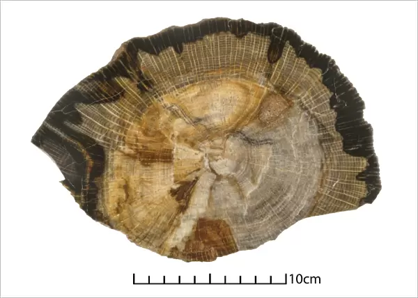 Petrified oak, tree trunk fossil C016  /  4913