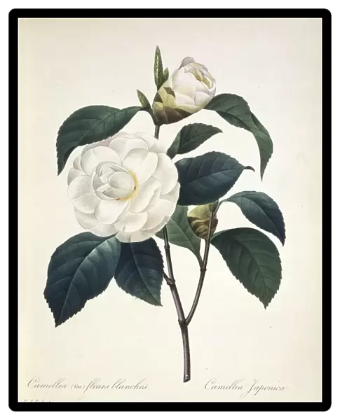 Camellia japonica, 19th century C016  /  4978