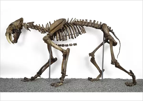 Sabre-toothed cat, fossil skeleton C016  /  5066