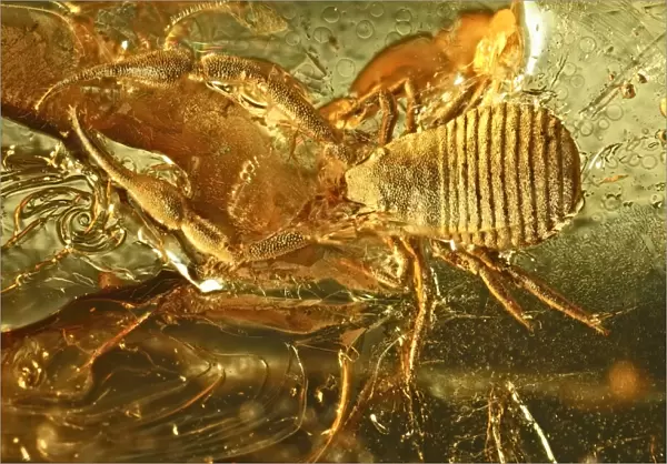 Pseudoscorpion, Baltic amber fossil C016  /  5161