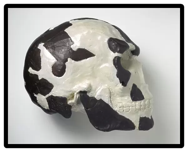 Homo sapiens cranium (Omo 1) C016  /  5174