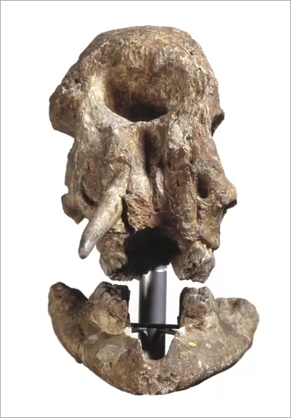 Zygolophodon mastodon, fossil skull C016  /  5441