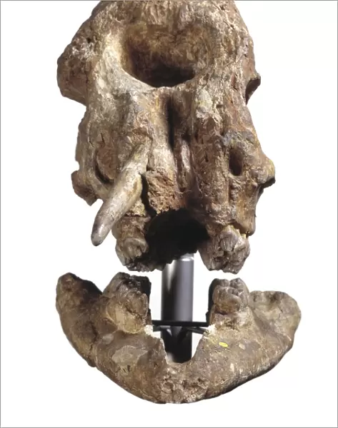 Zygolophodon mastodon, fossil skull C016  /  5441