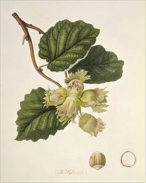 Hazelnut (1818) C016  /  5473