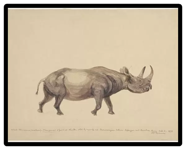 Black rhinoceros, artwork C016  /  5580