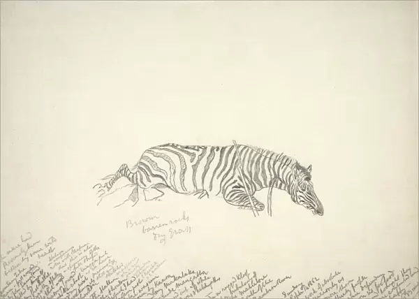 Dead mountain zebra, artwork C016  /  5584