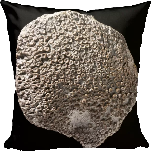 Fossil coral C016  /  5619