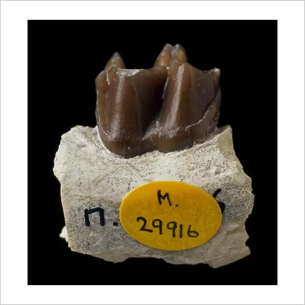 Fossil horse teeth C016  /  5648