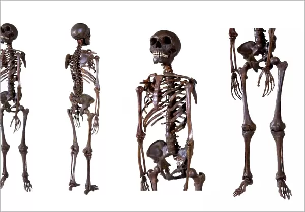 Neanderthal skeleton C016  /  5666