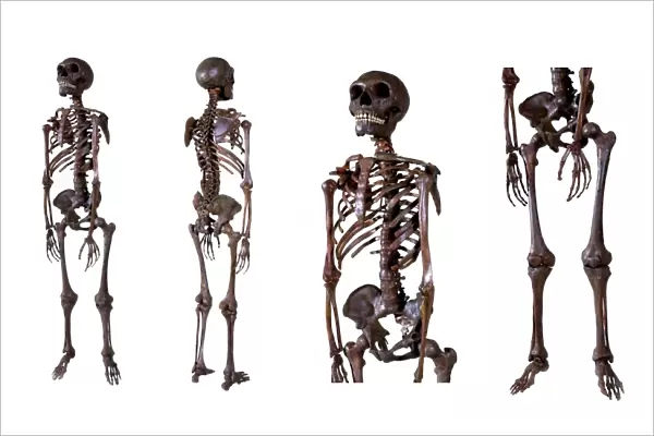 Neanderthal skeleton C016  /  5666