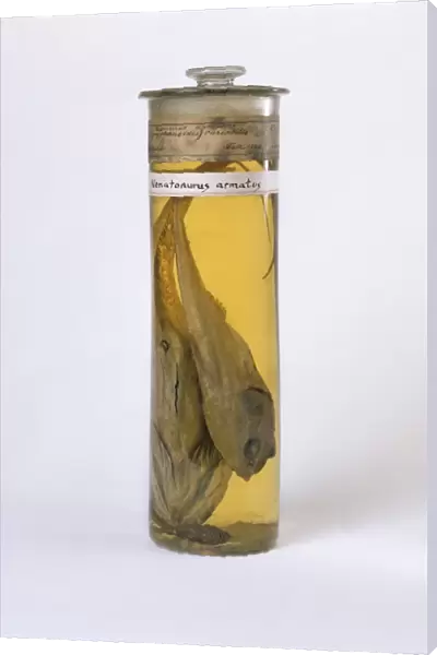 Rattail fish specimen C016  /  5671