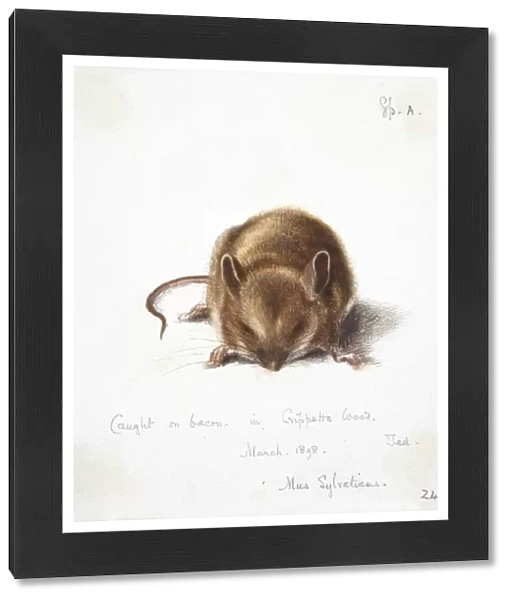 Long-tailed field mouse, artwork C016  /  5884