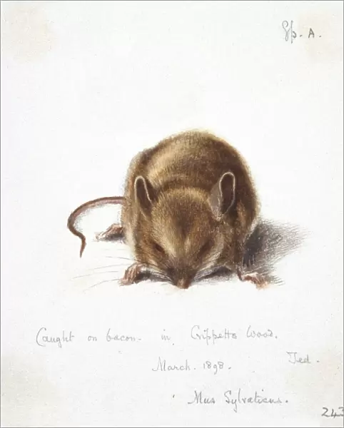 Long-tailed field mouse, artwork C016  /  5884